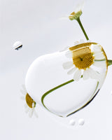 Meadowfoam Seed Oil - a skincare ingredient in Cerabalm that protects, balances, and moisturizes