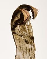 BIRCH EXTRACT ingredient in Danucera D22 Tonic that is brightening, soothing, and anti-aging