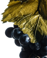 GRAPEVINE EXTRACT protects, soothes, hydrates, and brightening key ingredient in Danucera D22 Tonic