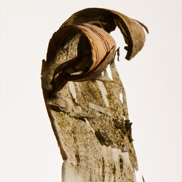 Close-up of birch extract. 